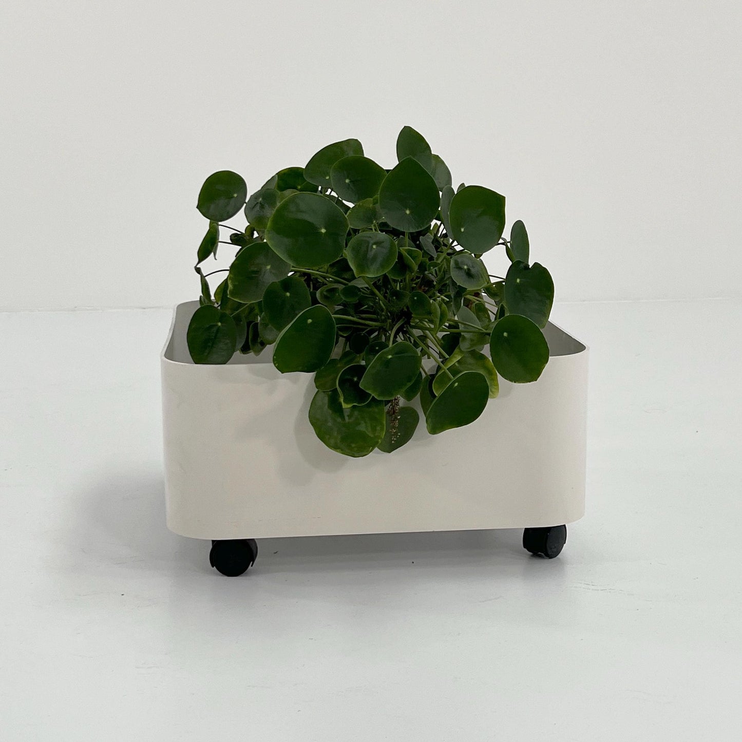 Planter on wheels model 4682 by Anna Castelli for Kartell, 1970s