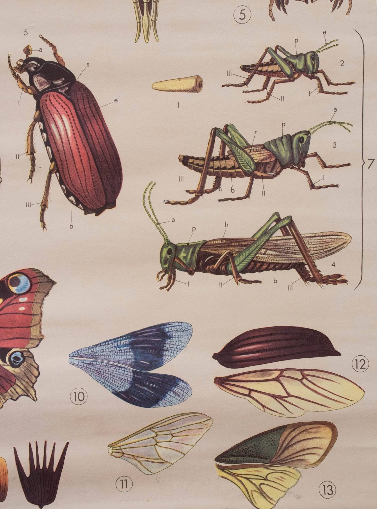 Anatomical map of insects by Paravia Vintage