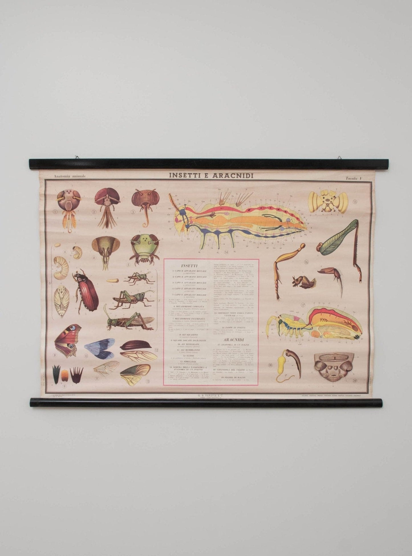 Anatomical map of insects by Paravia Vintage