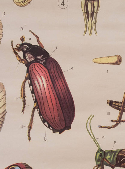 Anatomical map of insects by Paravia Vintage