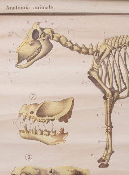 Carte anatomique des mammifères de Paravia Vintage