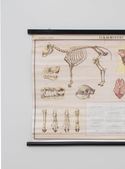 Anatomische Karte der Säugetiere von Paravia Vintage