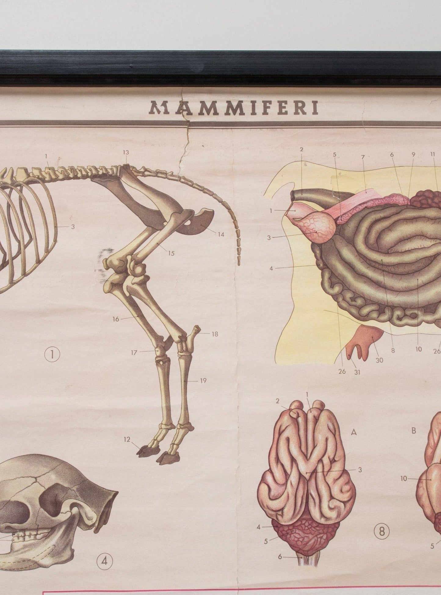 Anatomische Karte der Säugetiere von Paravia Vintage