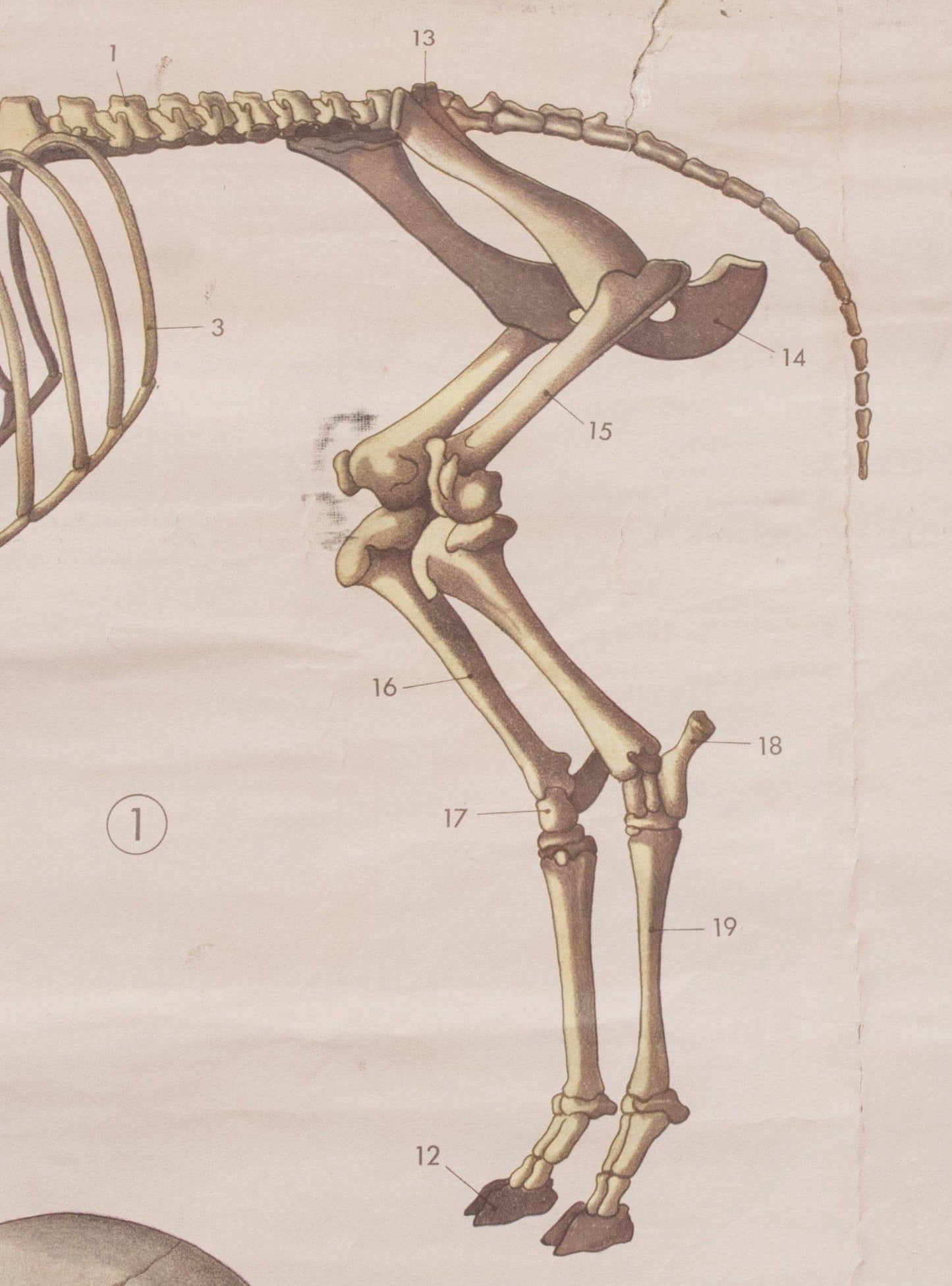 Anatomische Karte der Säugetiere von Paravia Vintage