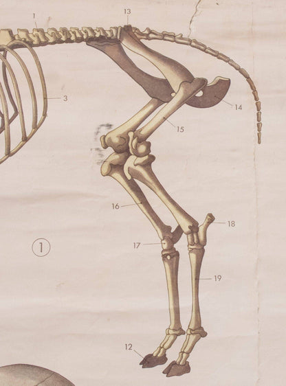 Carte anatomique des mammifères de Paravia Vintage