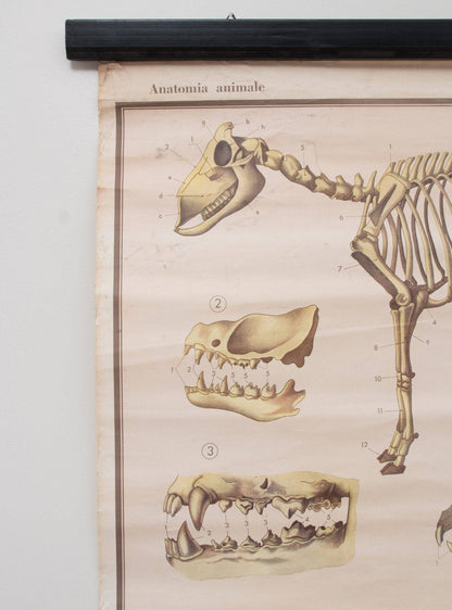 Anatomische Karte der Säugetiere von Paravia Vintage