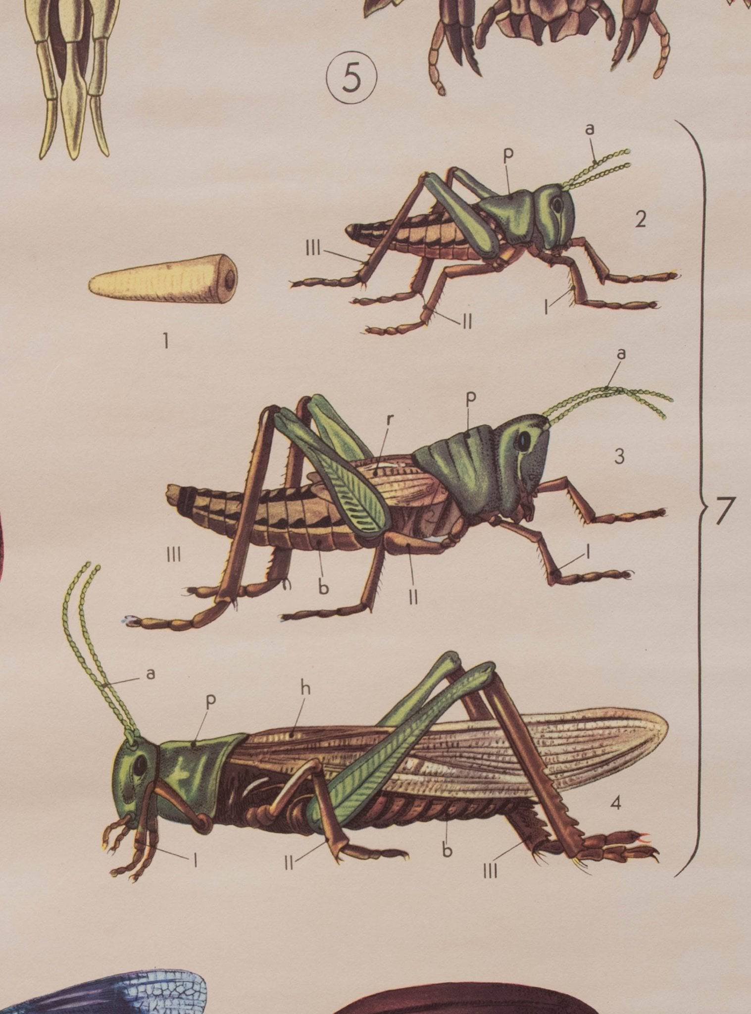 Anatomische Karte der Insekten von Paravia - 2nd home